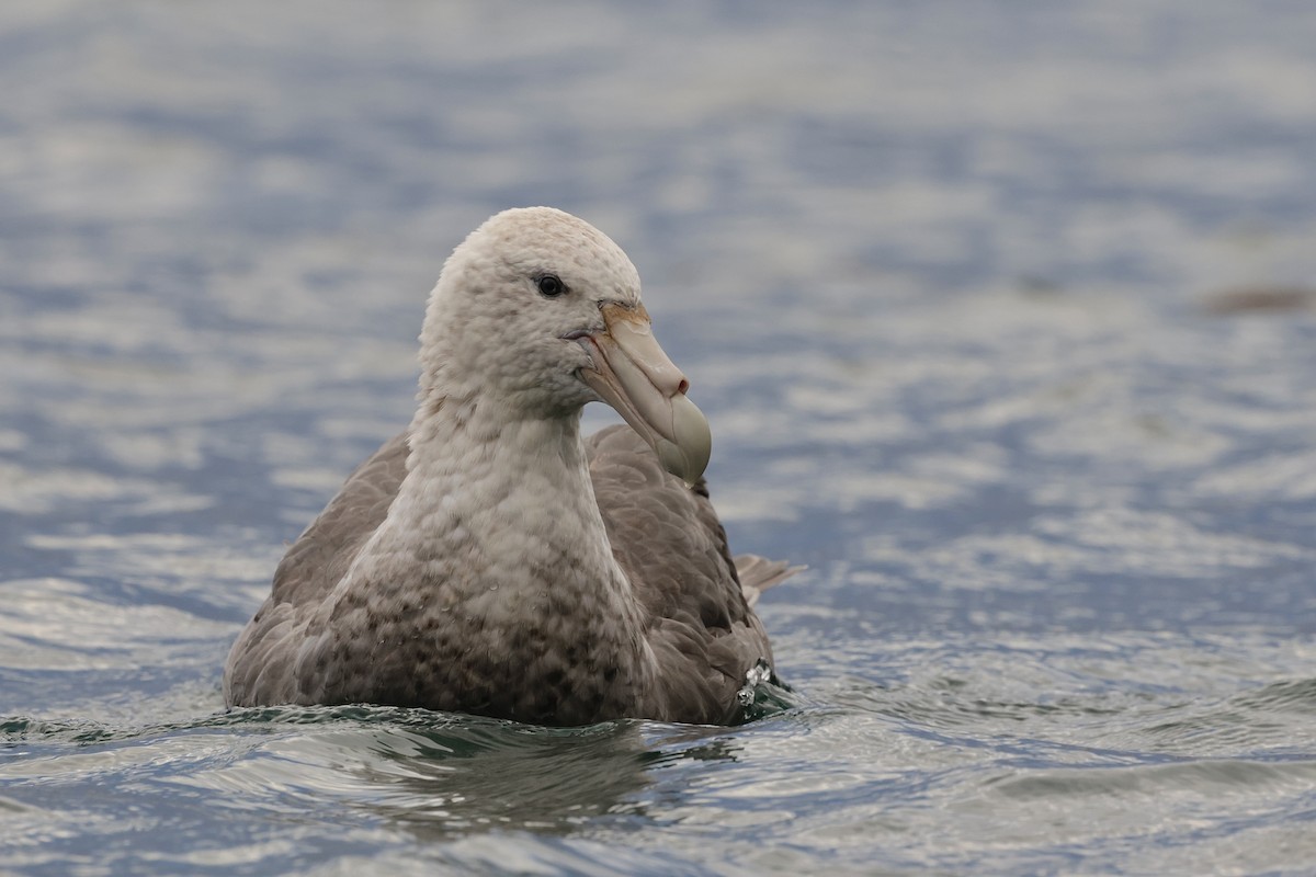 סערון-ענק דרומי - ML647523777