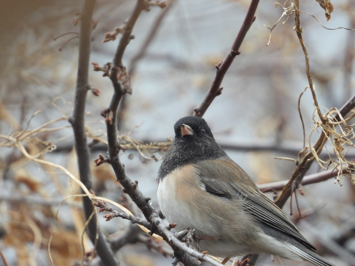 Junco ardoisé - ML647523780