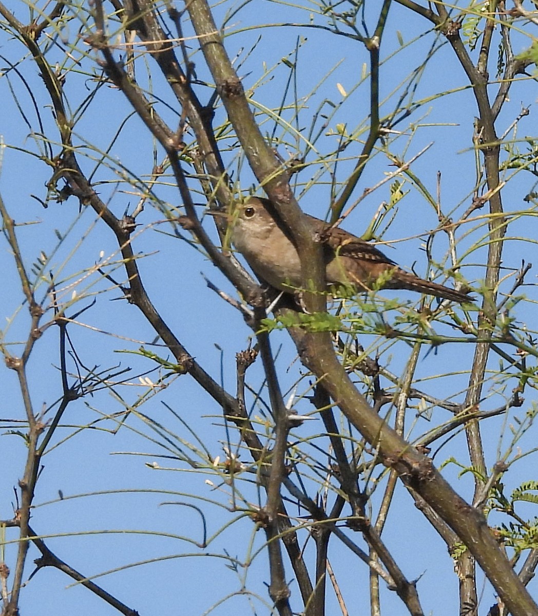 Northern House Wren - ML647523784