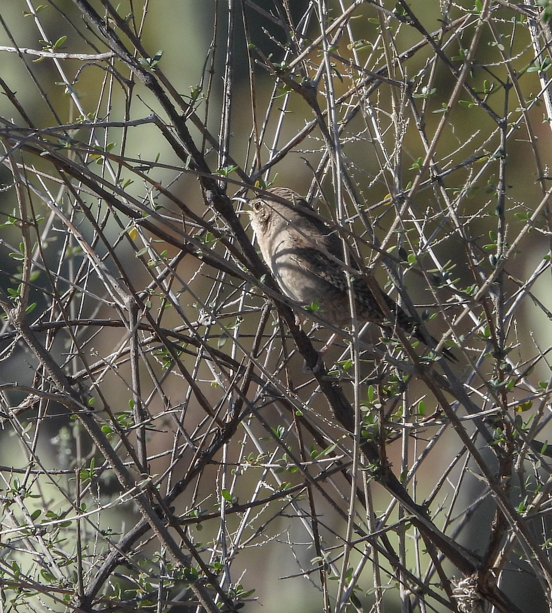 Northern House Wren - ML647523785