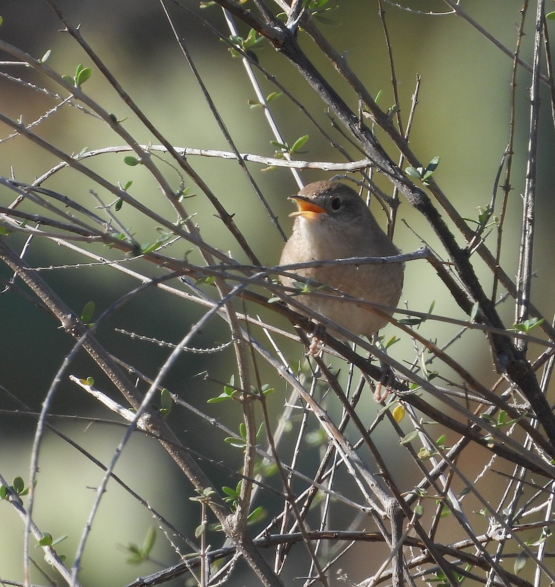 Northern House Wren - ML647523786