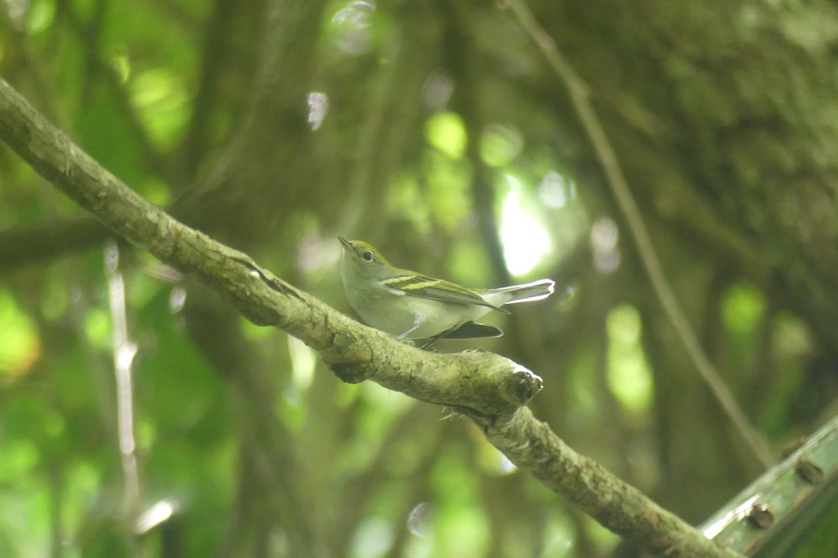 Chestnut-sided Warbler - ML647523788
