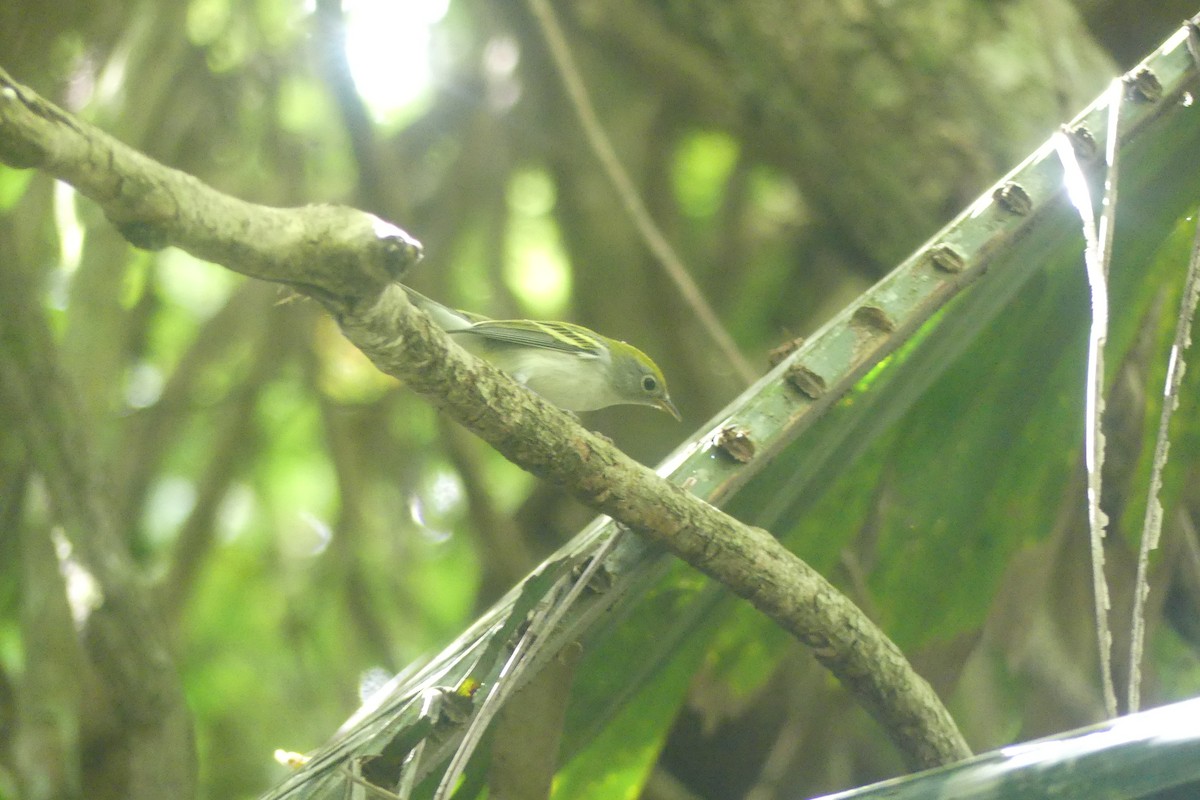 Chestnut-sided Warbler - ML647523789