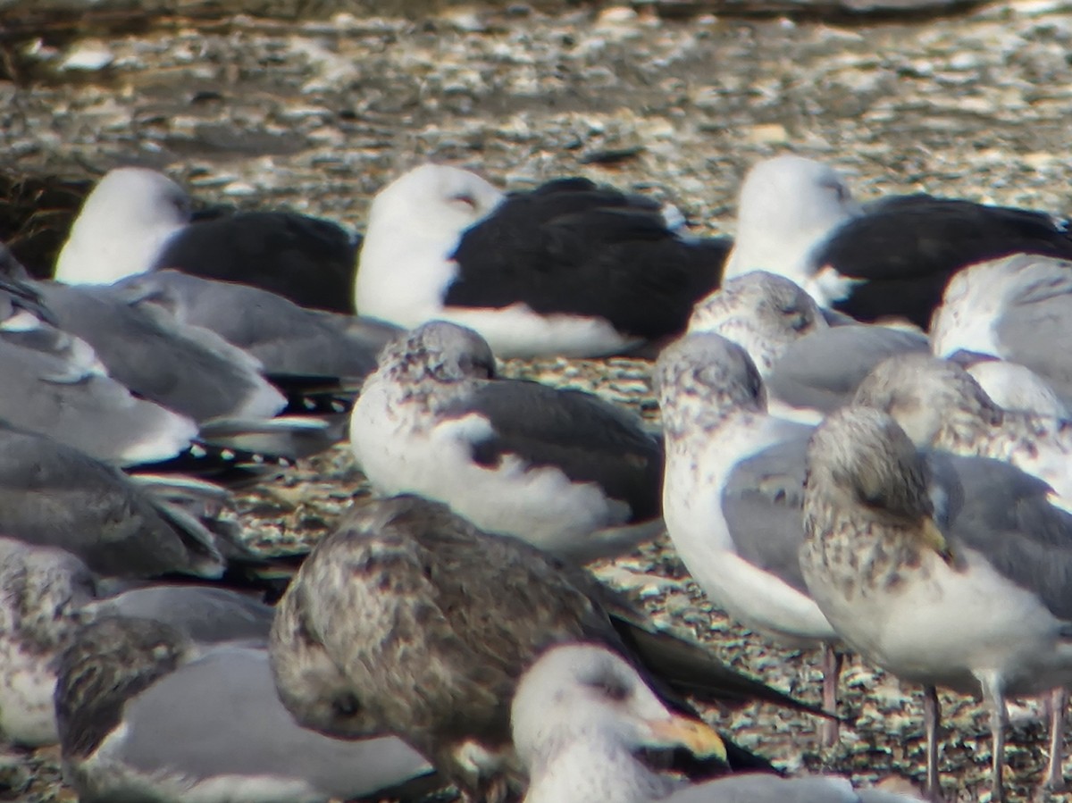 ニシセグロカモメ - ML647523799