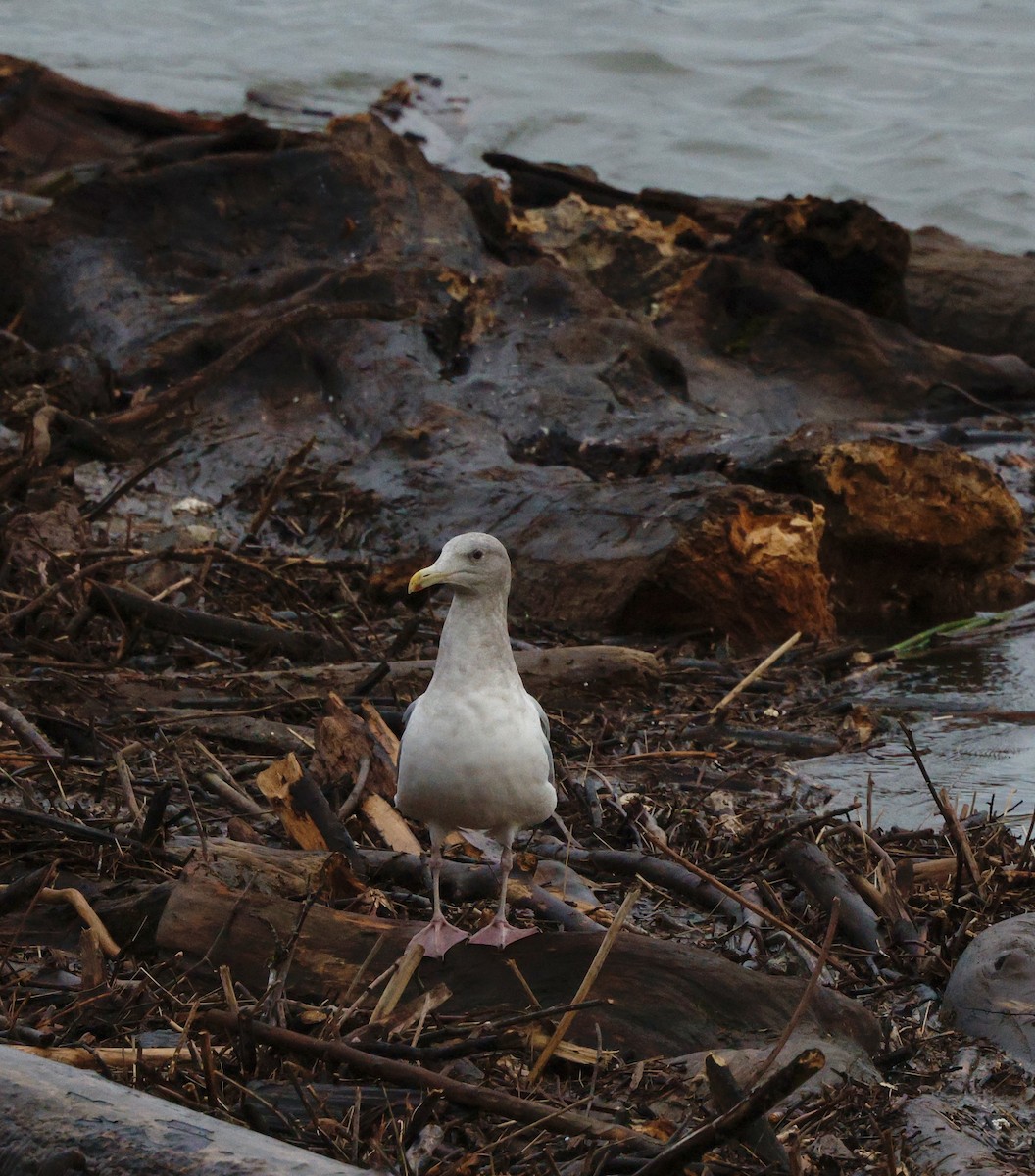 ub. måke (Larinae sp.) - ML647523819