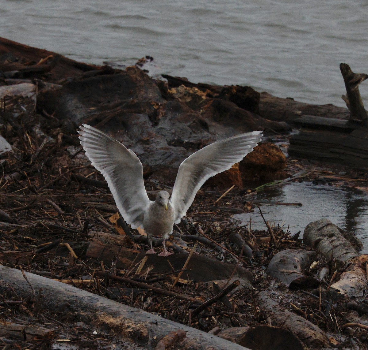 ub. måke (Larinae sp.) - ML647523820