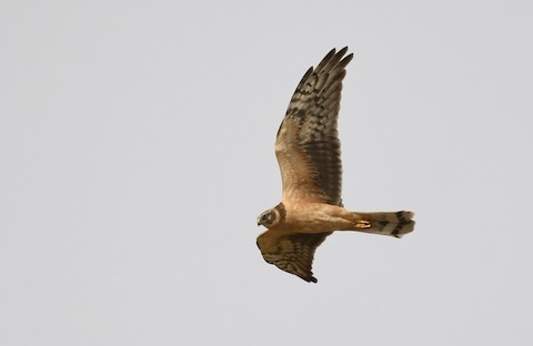 Aguilucho Papialbo - ML647523847