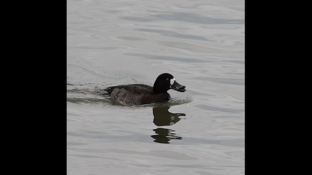 Murgilari handia - ML647523859