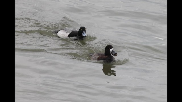 Murgilari handia - ML647523860