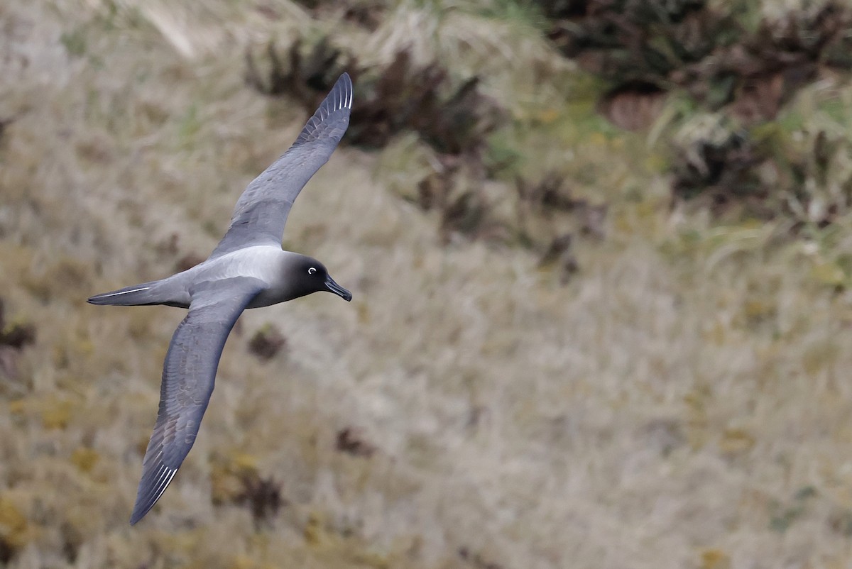 Light-mantled Albatross - ML647523861