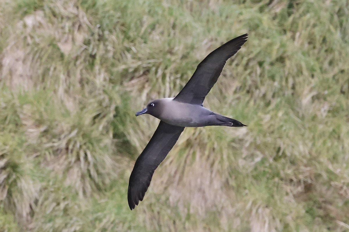 Light-mantled Albatross - ML647523862
