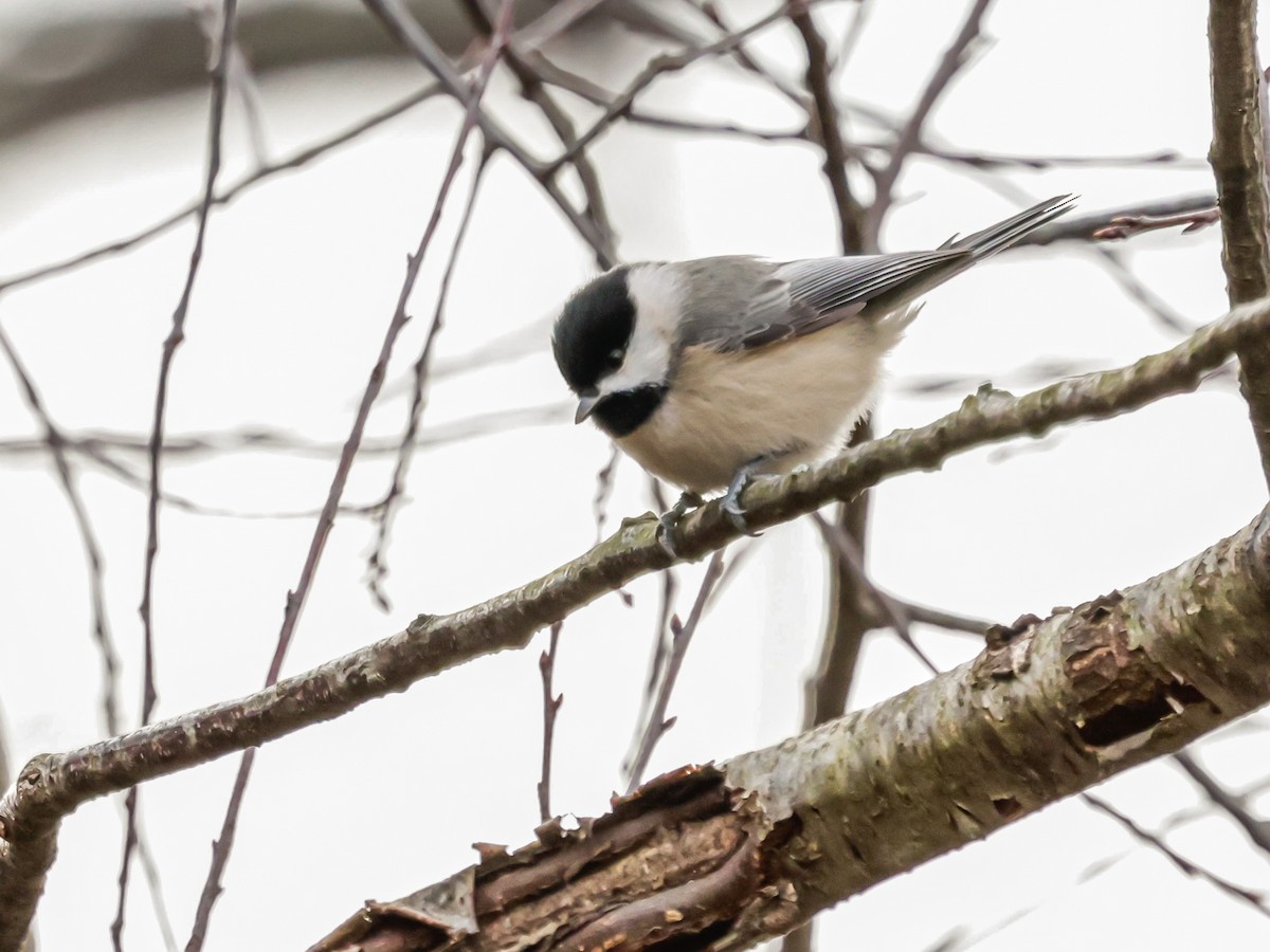 Carolina Chickadee - ML647523865