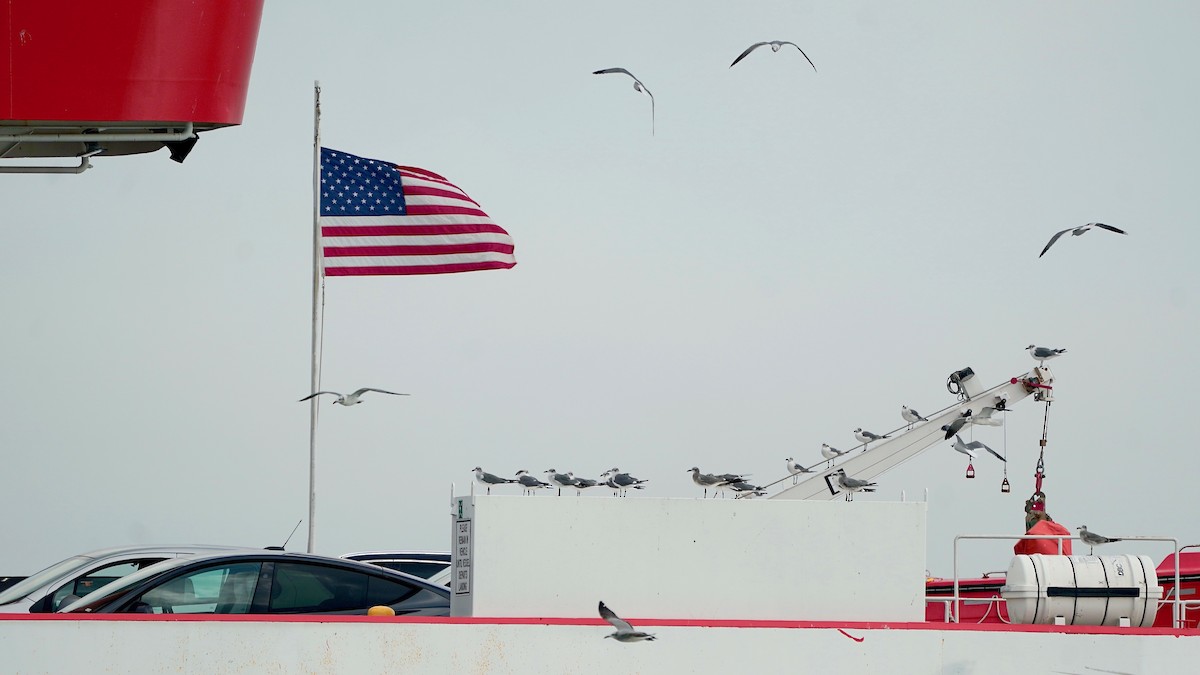 Gabbiano sghignazzante - ML647523896