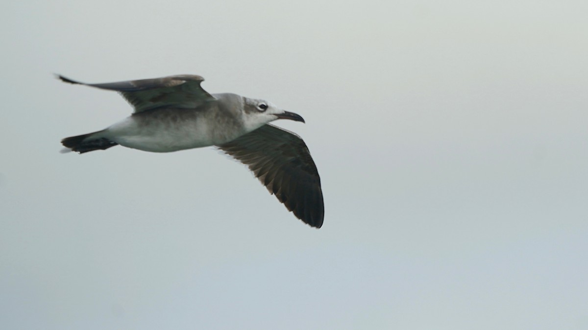 Gabbiano sghignazzante - ML647523952