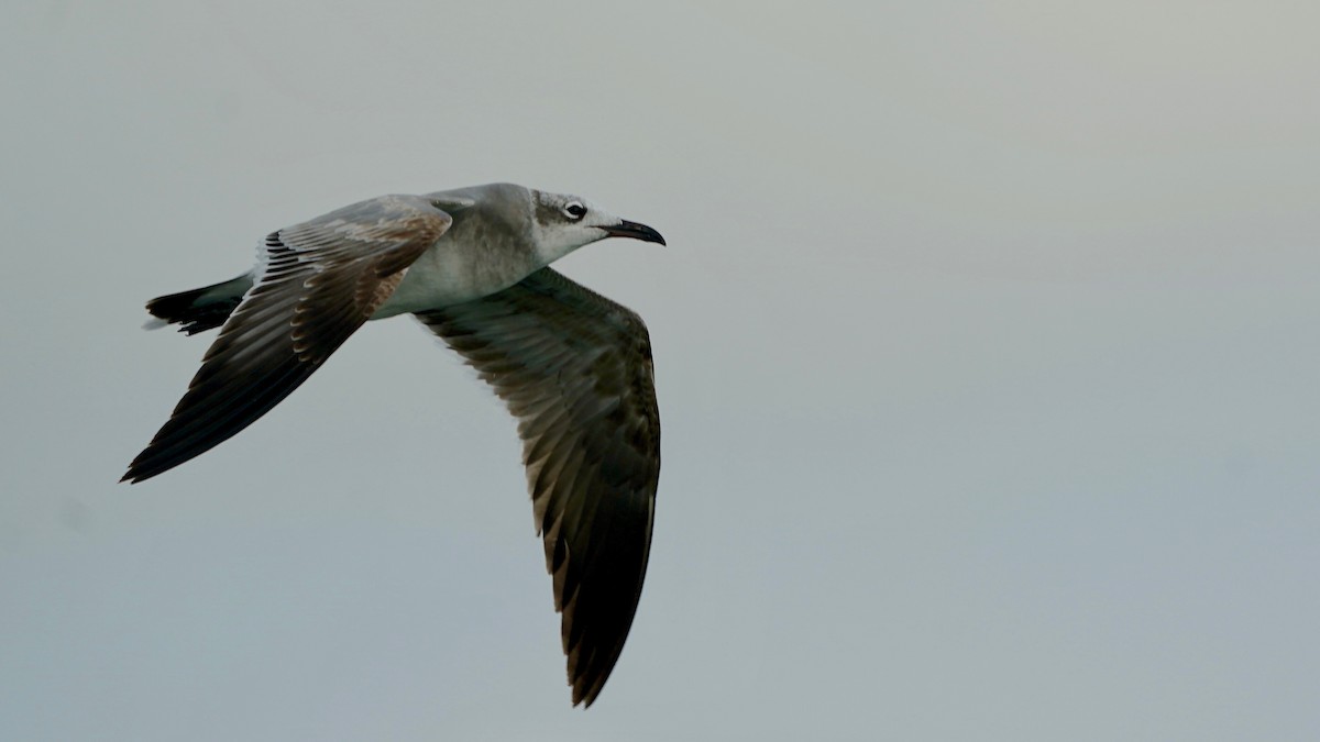 Gabbiano sghignazzante - ML647523955