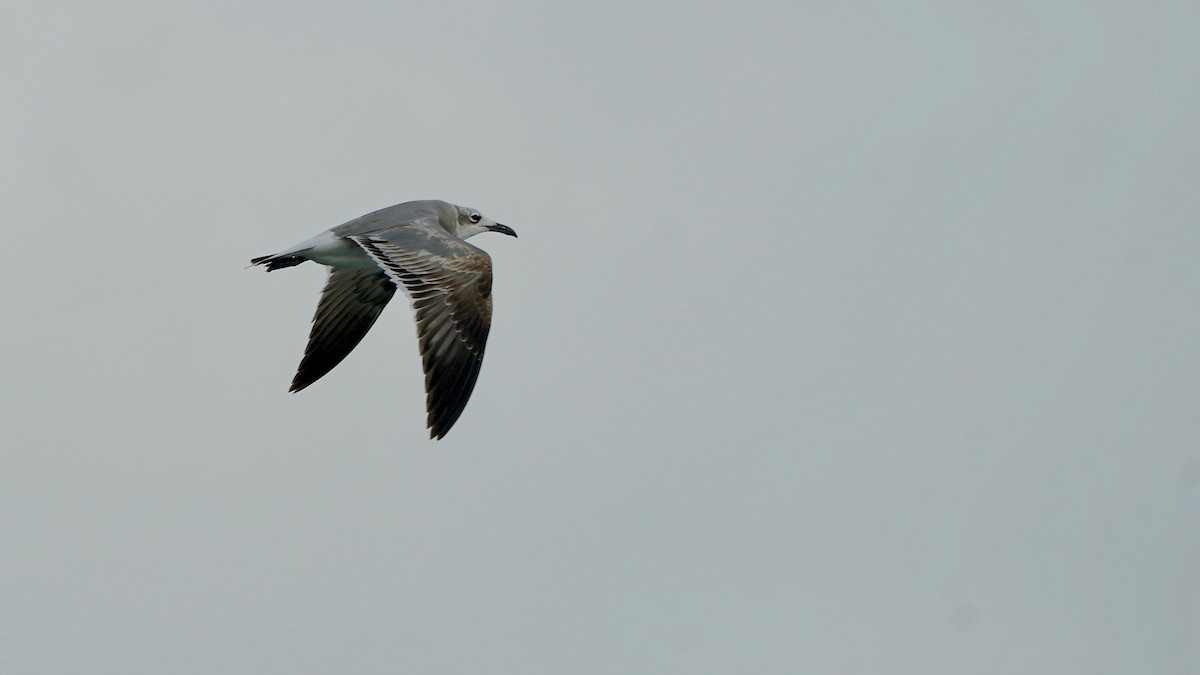 Gabbiano sghignazzante - ML647523965