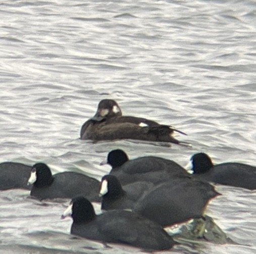 アメリカビロードキンクロ - ML647523974