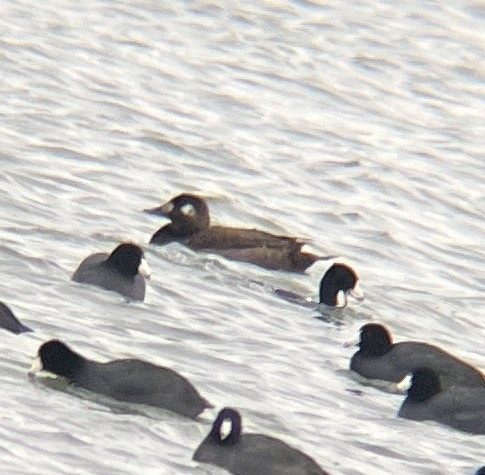 アメリカビロードキンクロ - ML647523975