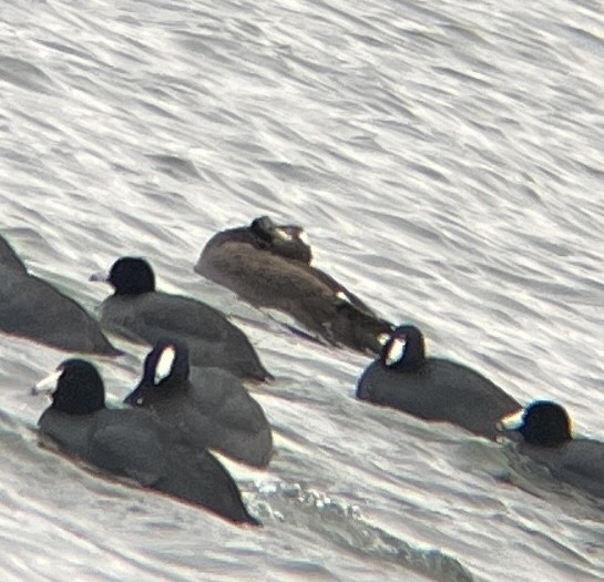 アメリカビロードキンクロ - ML647523976