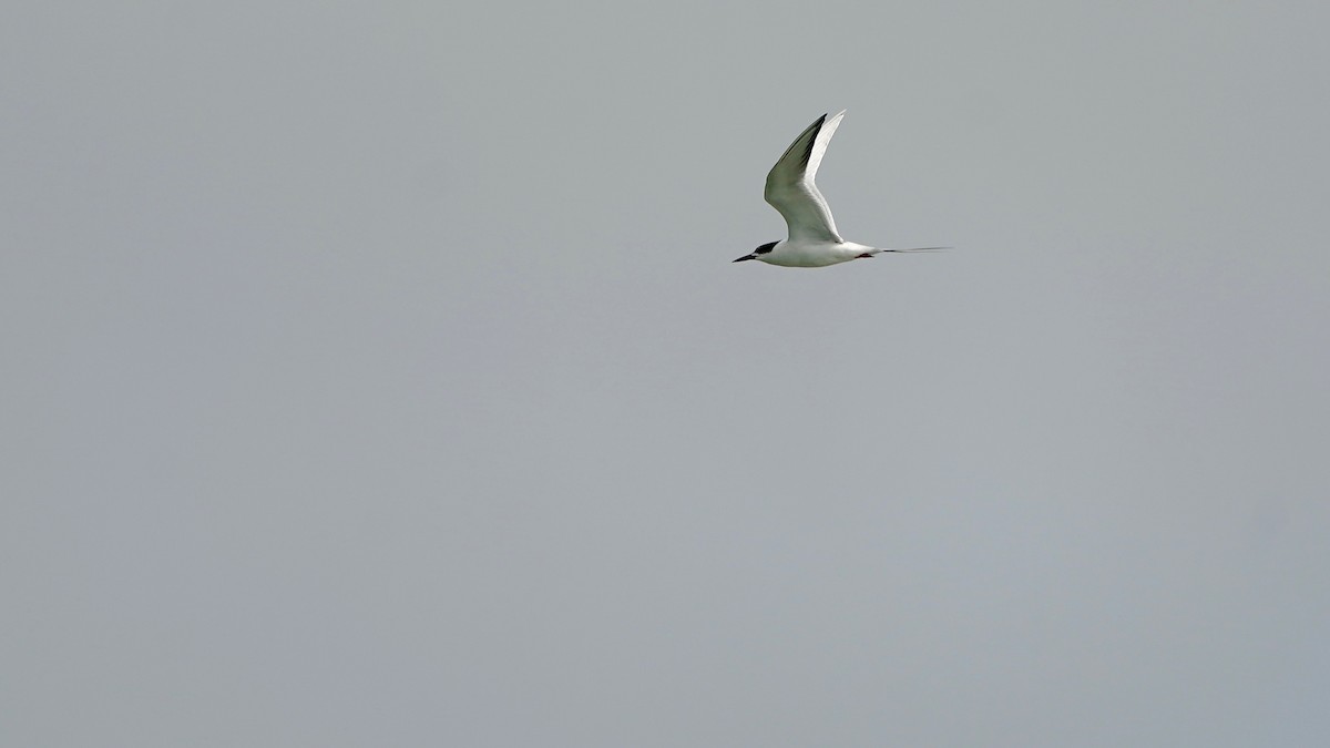 Charrán de Forster - ML647523982