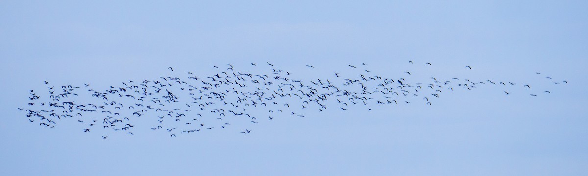 Morito Común - ML647523983