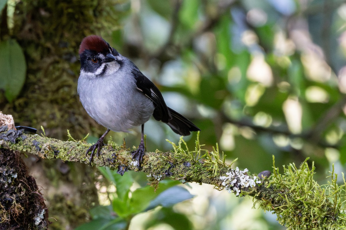 Atlapetes Pizarroso - ML647523985