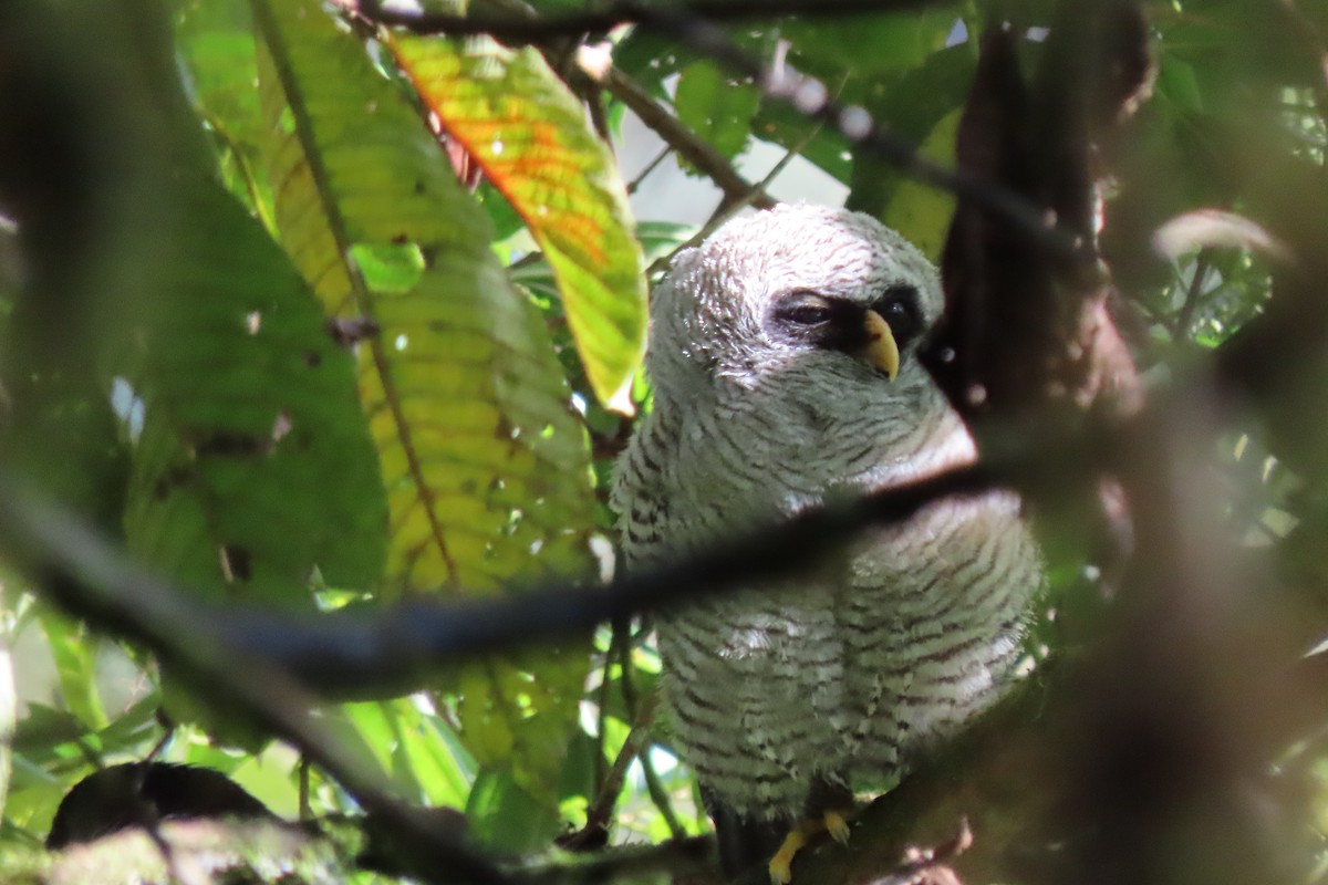 Cárabo Blanquinegro - ML647523986