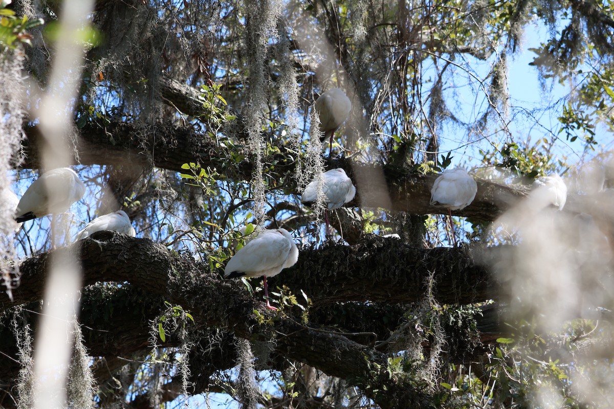 Corocoro Blanco - ML647523987