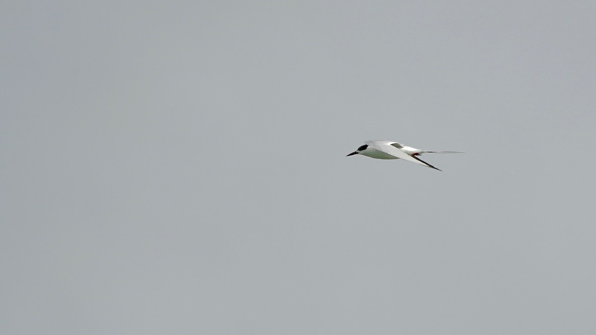 Charrán de Forster - ML647523988