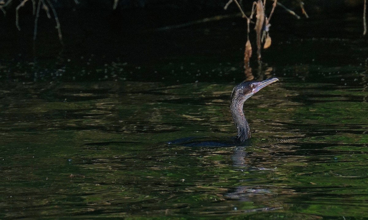 Cormorán Grande - ML647523989