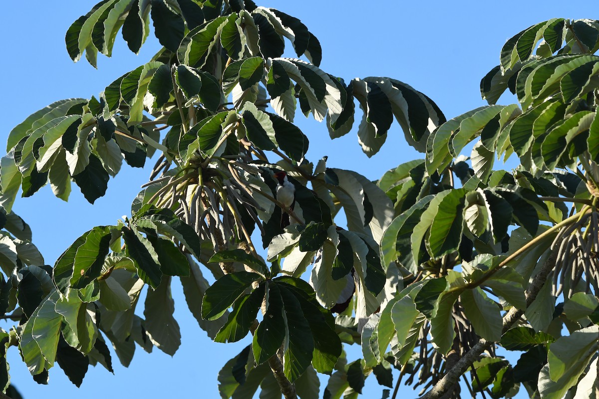 Cardenilla Piquigualda - ML647523990