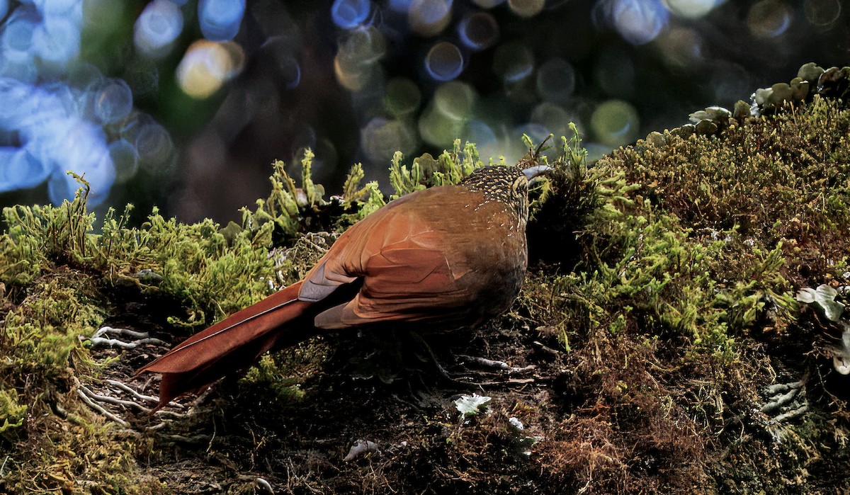 Trepatroncos Coronipunteado - ML647523991