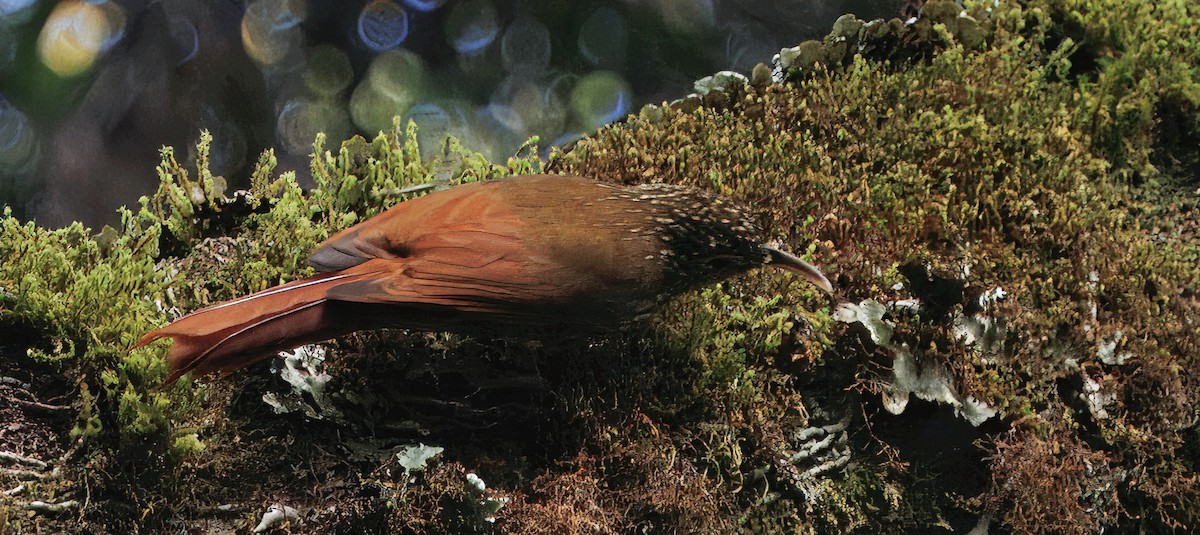 Trepatroncos Coronipunteado - ML647523992