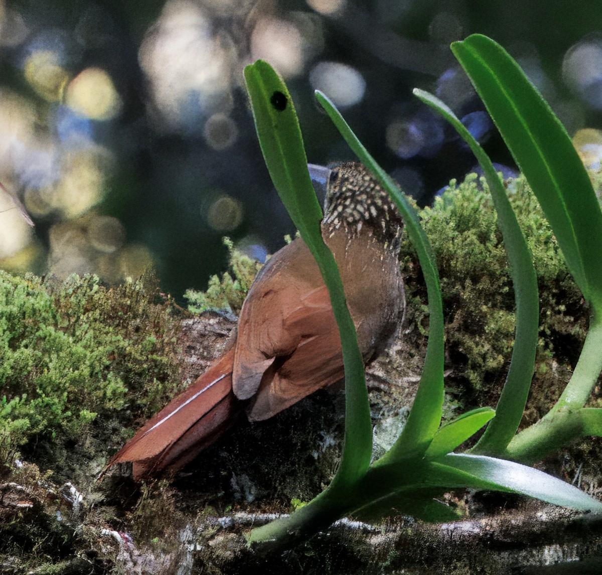 Trepatroncos Coronipunteado - ML647523993