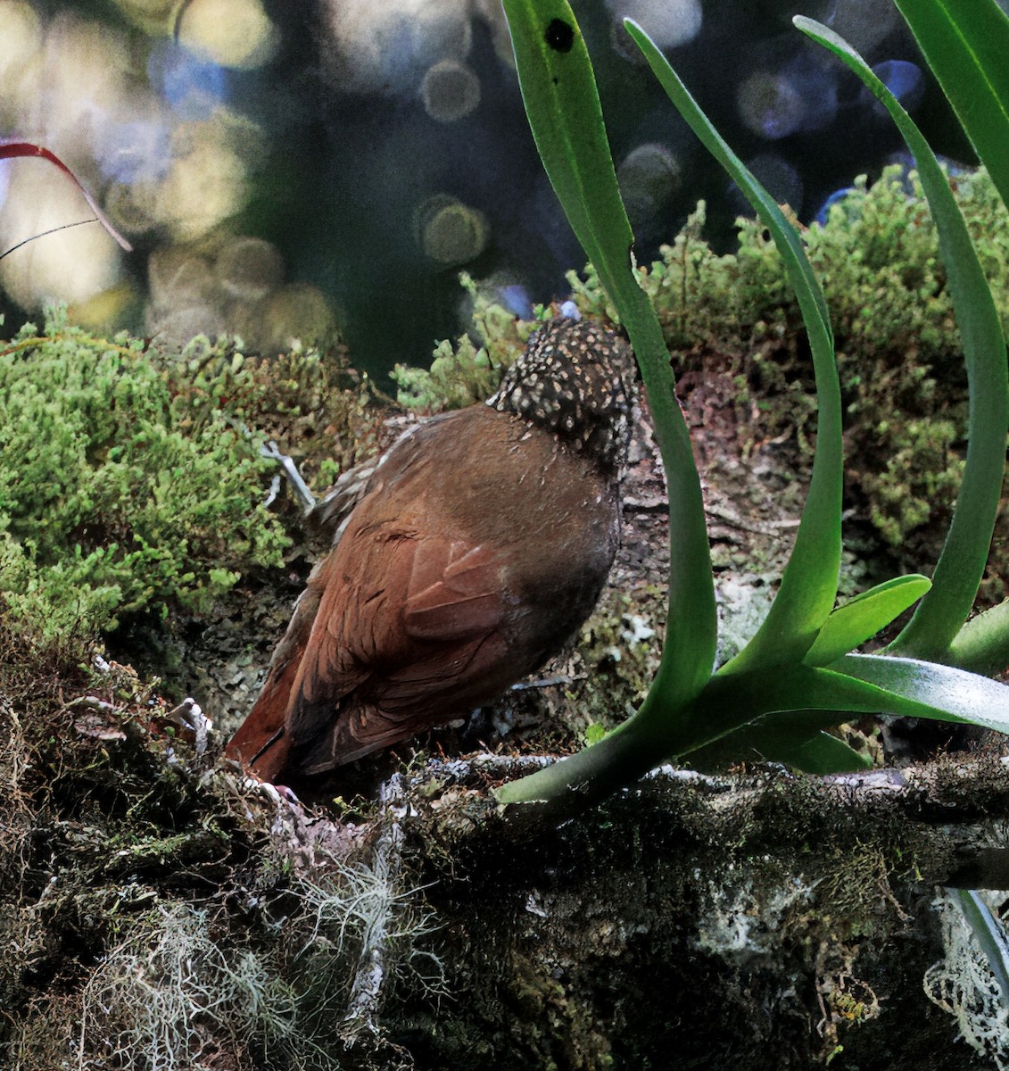 Trepatroncos Coronipunteado - ML647523994