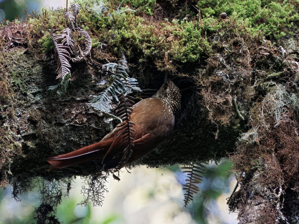 Trepatroncos Coronipunteado - ML647523995