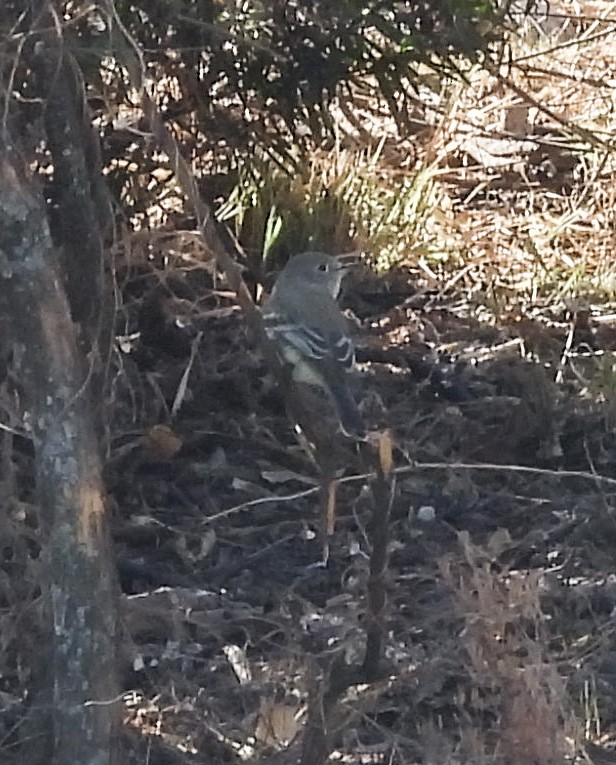 Mosquero Gris - ML647523996