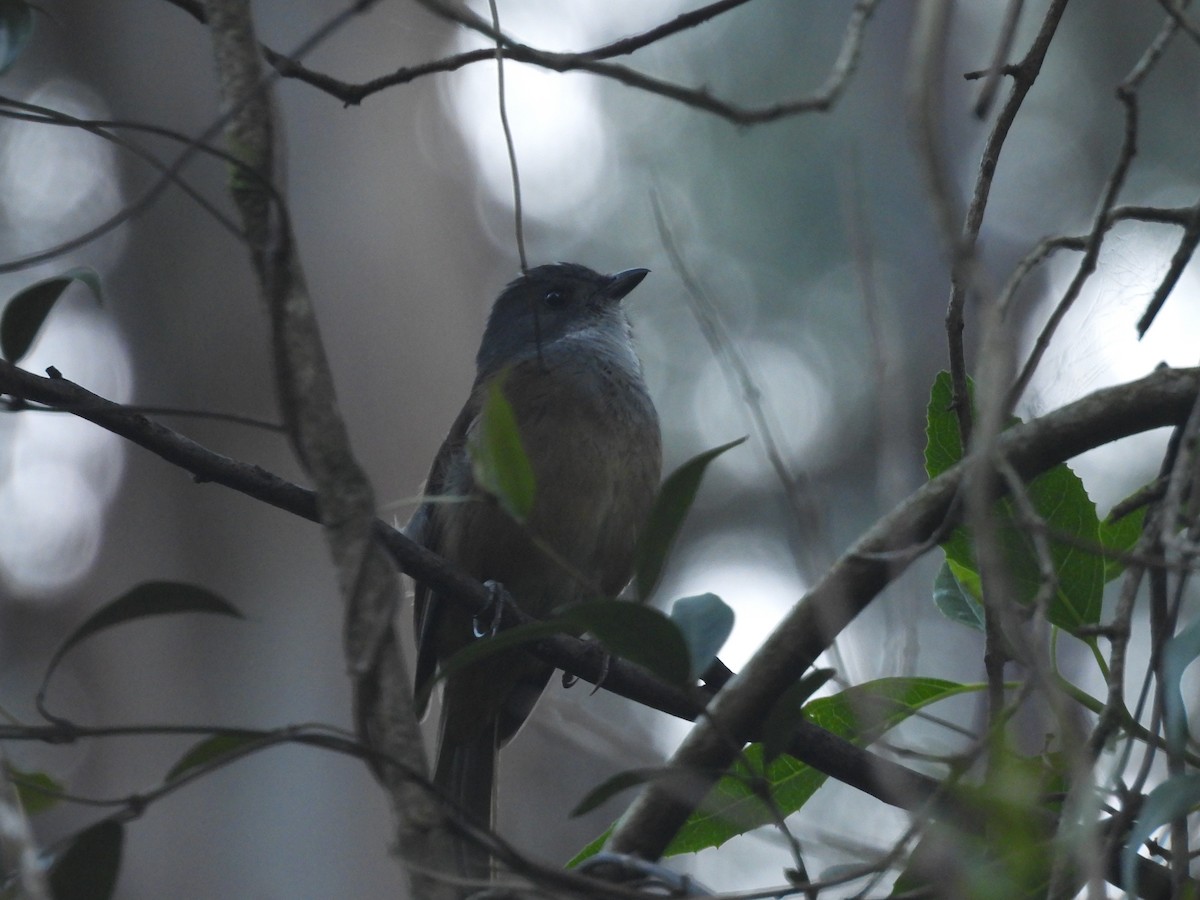 Silbador Oliváceo - ML647523997