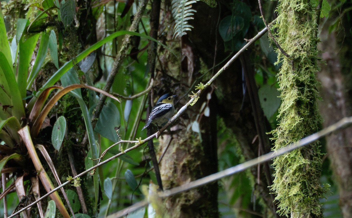 Anambé Barrado - ML647523998