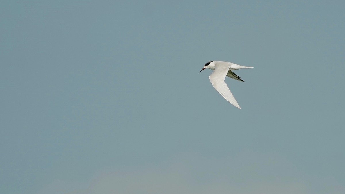 Charrán de Forster - ML647523999