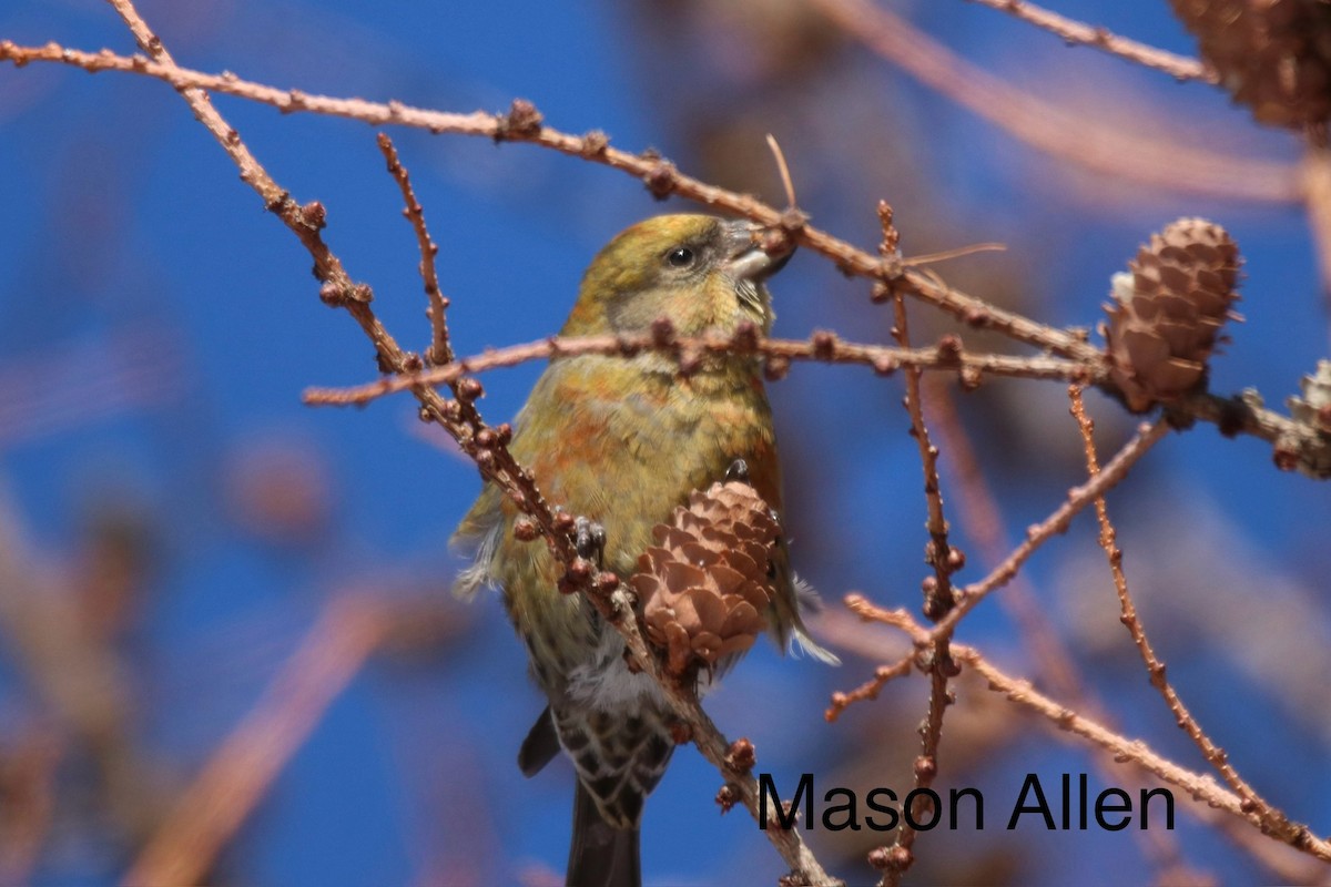 Piquituerto Común - ML647524000