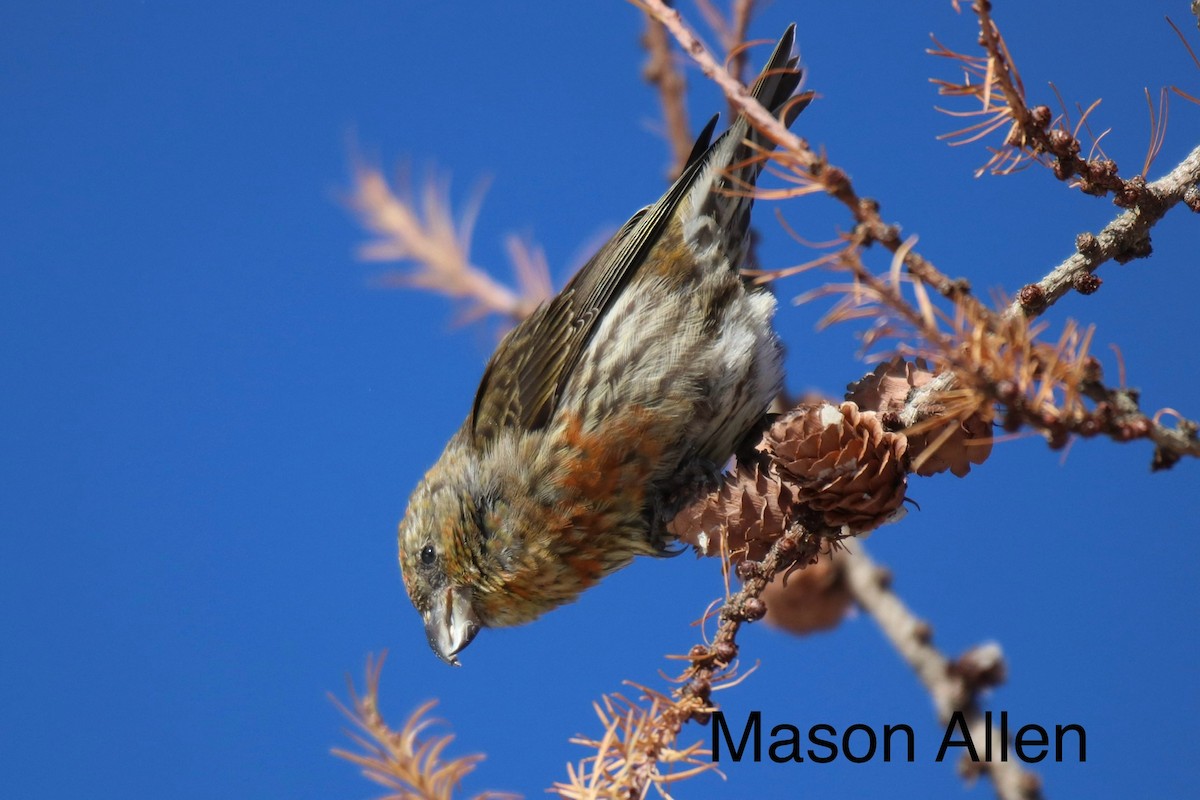 Piquituerto Común - ML647524001