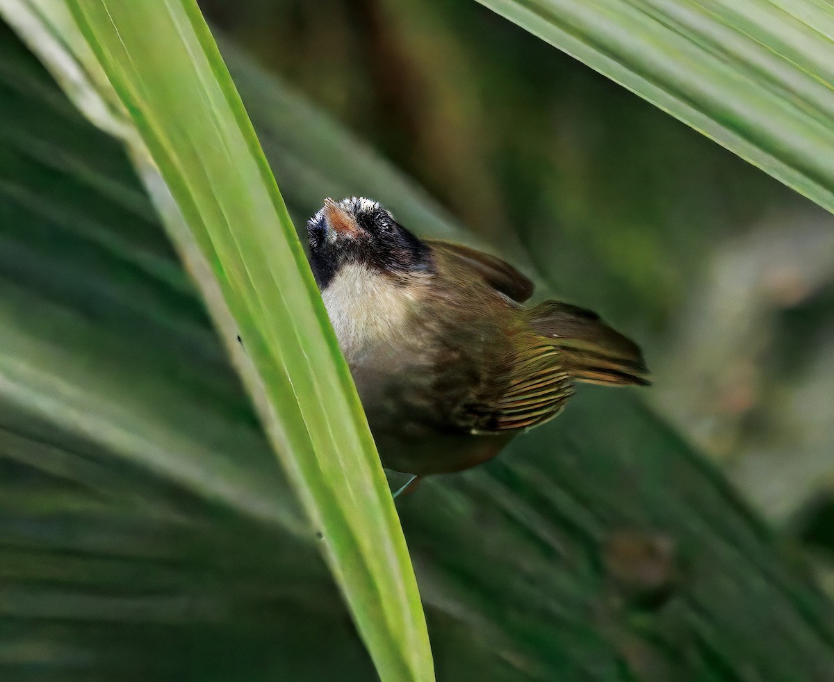 Reinita Carinegra - ML647524003