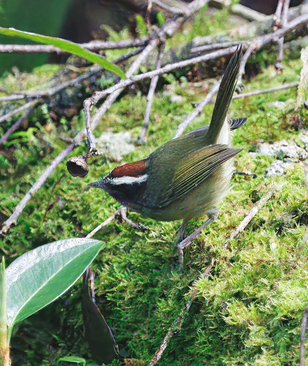 Reinita Carinegra - ML647524004