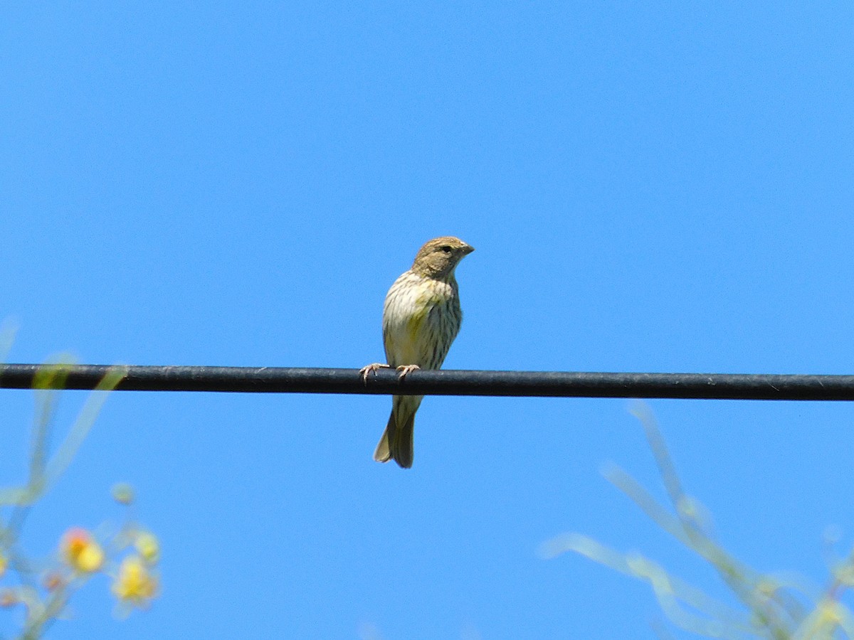 Chirigüe Azafranado - ML647524005