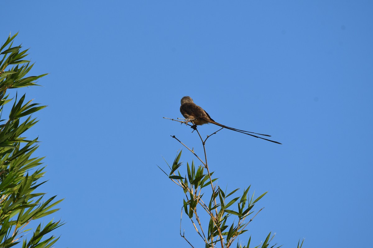 Yetapá Grande - ML647524006