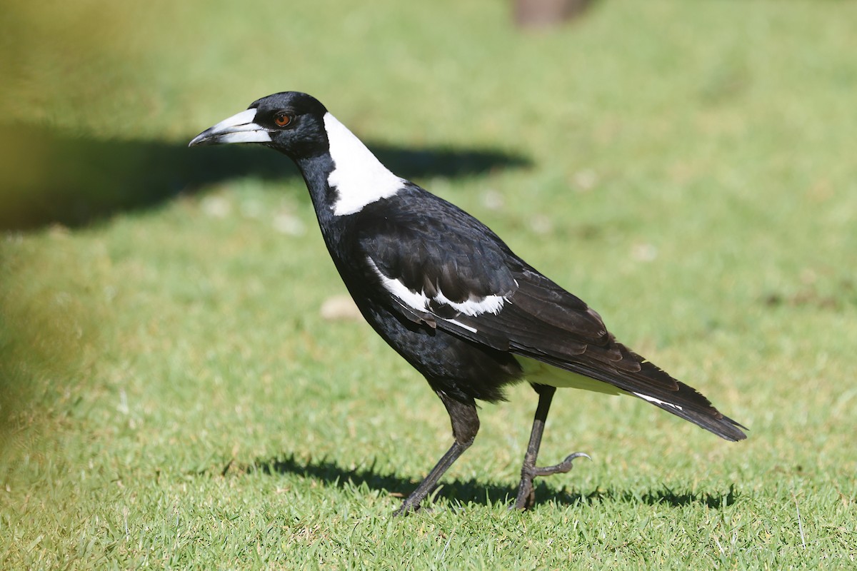 Verdugo Flautista - ML647524009