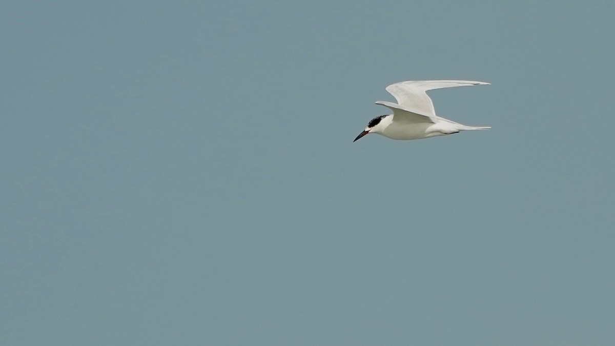 Charrán de Forster - ML647524011