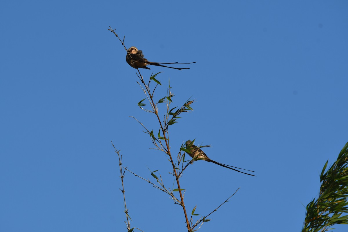 Yetapá Grande - ML647524014