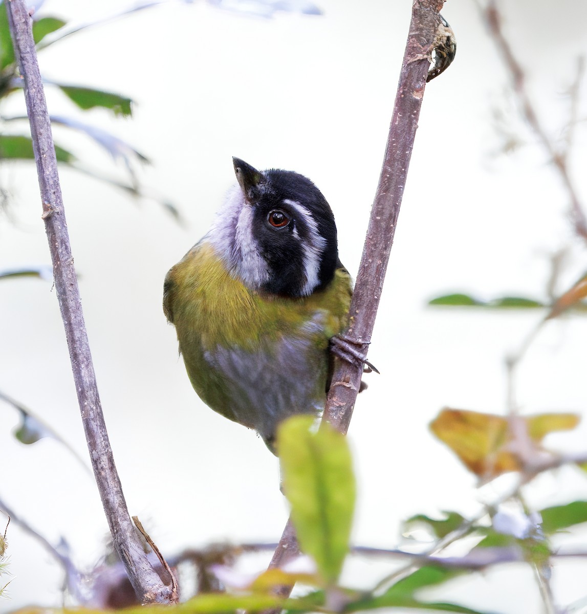 Clorospingo Cejiblanco - ML647524015